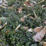 frosty fall