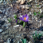 signs of spring