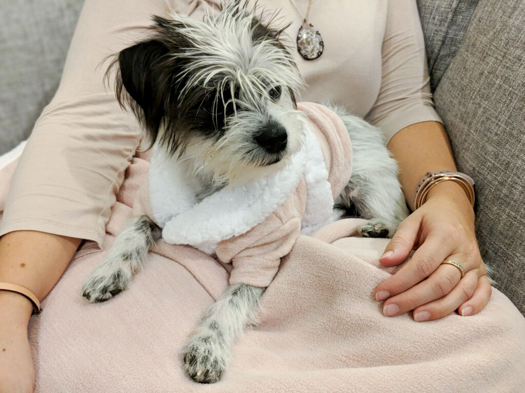 black and white puppy with rose gold jewelry