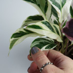 current obsession: pattern and texture (otherwise known as calathea leaves and silver on steel rings)