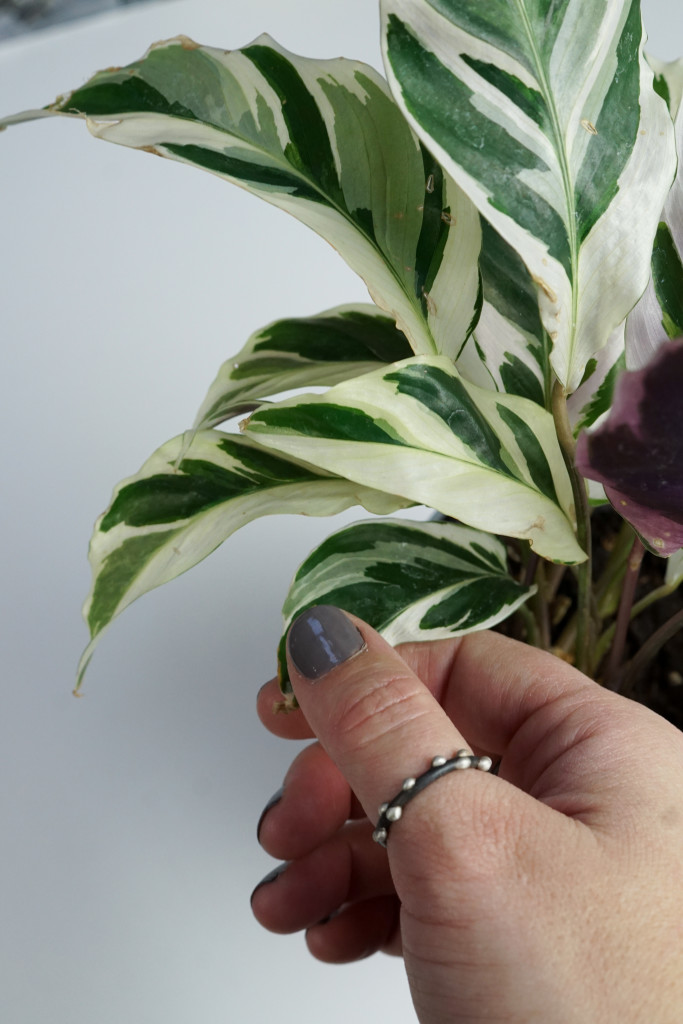 calathea fusion white and silver on steel thumb ring