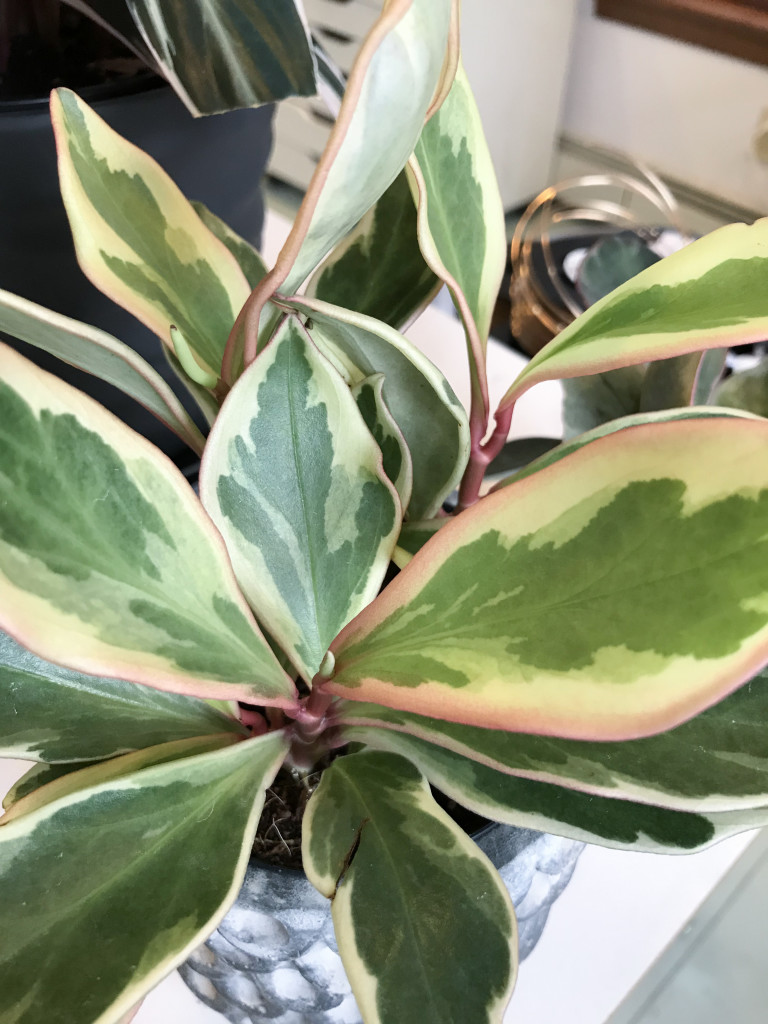 peperomia leaves