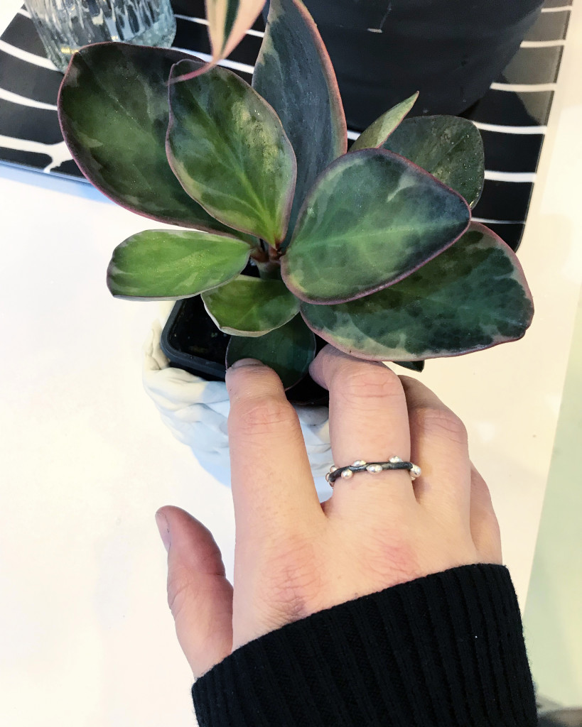 plant collection: peperomia and handmade silver on steel ring