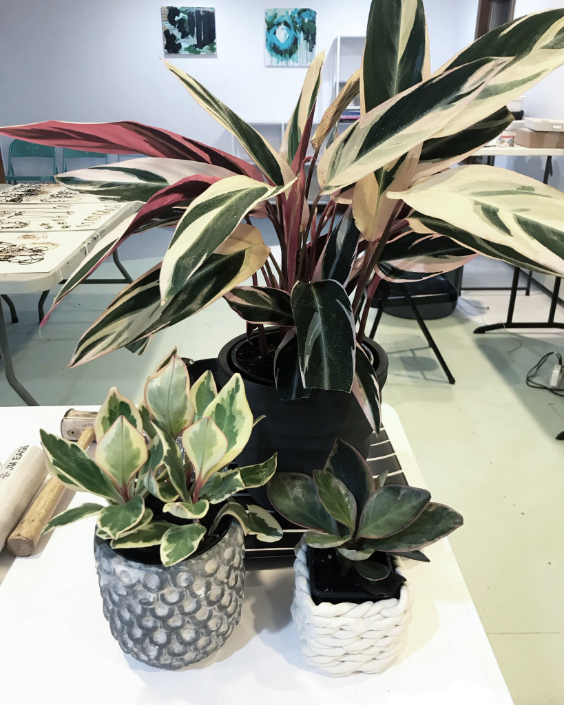 plant collection: stromanthe and peperomia in jewelry studio