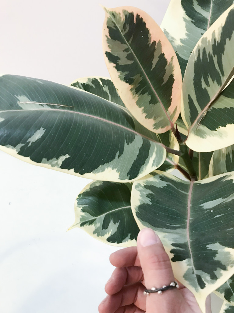 variegated rubber plant and silver on steel ring