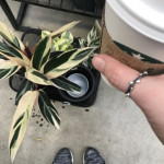 Saturday plant shopping: calatheas, coffee, and thumb rings