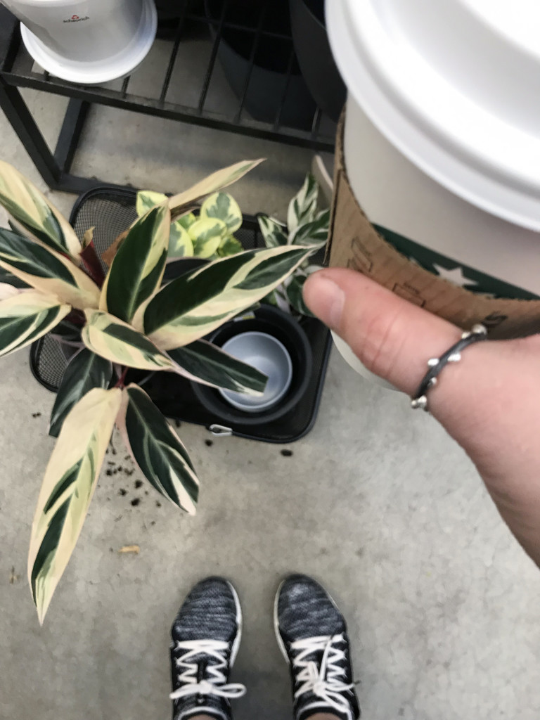 plant shopping for calatheas with coffee and a thumb ring