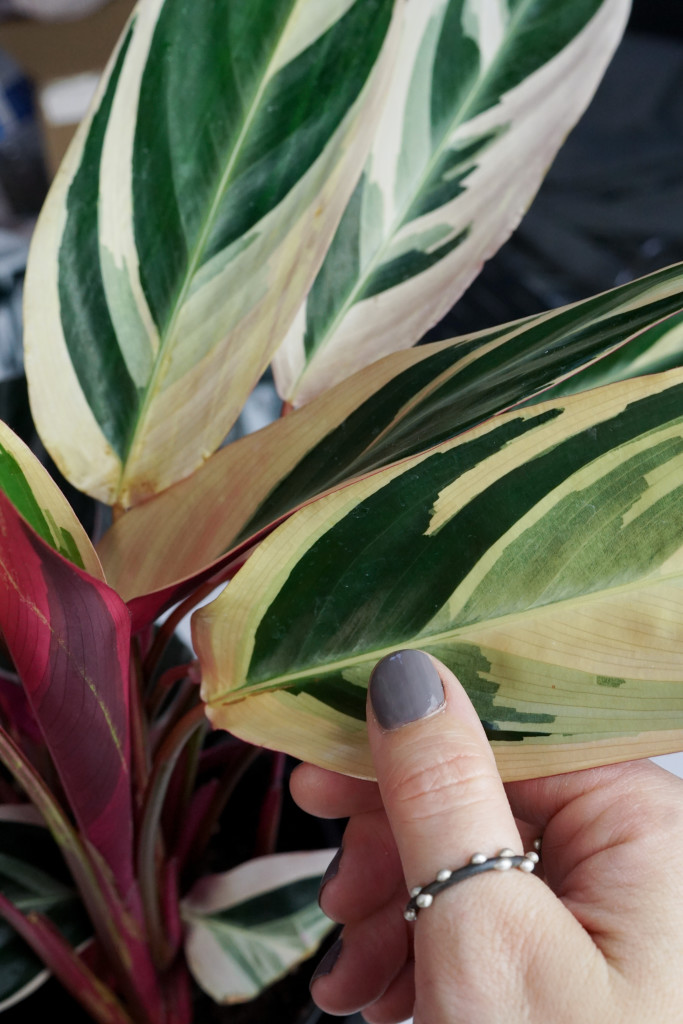 calathea stromanthe tricolor and handmade thumb ring