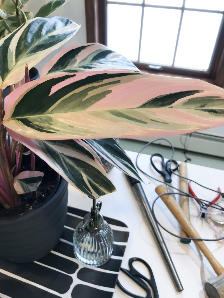 stromanthe tricolor leaves in jewelry studio