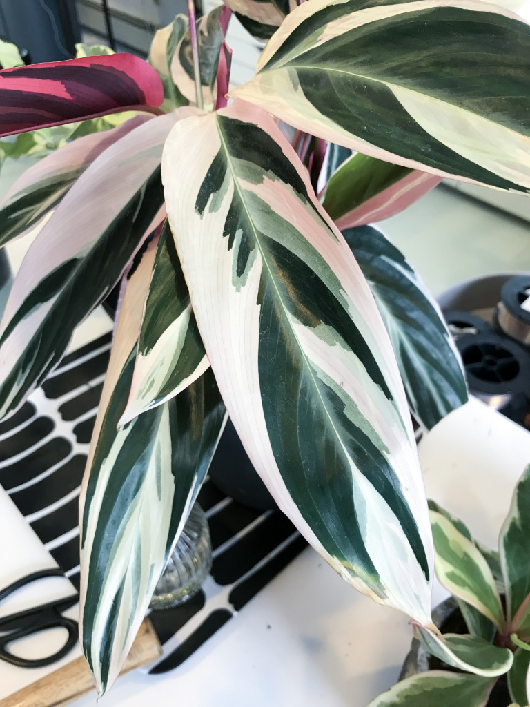 stromanthe tricolor leaves