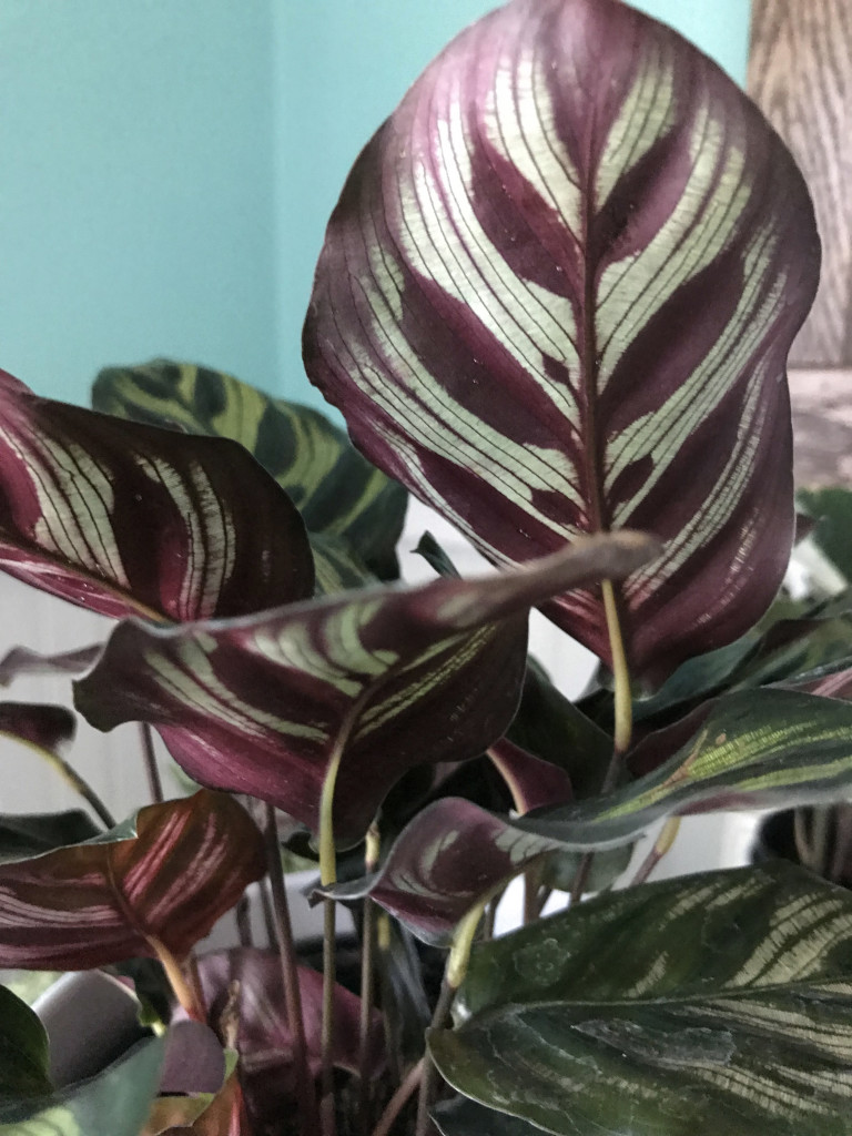 calathea leaf detail