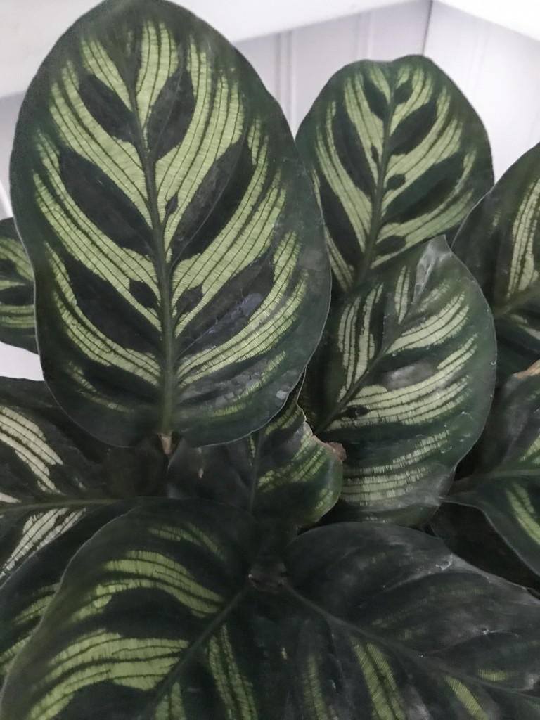 calathea leaf detail