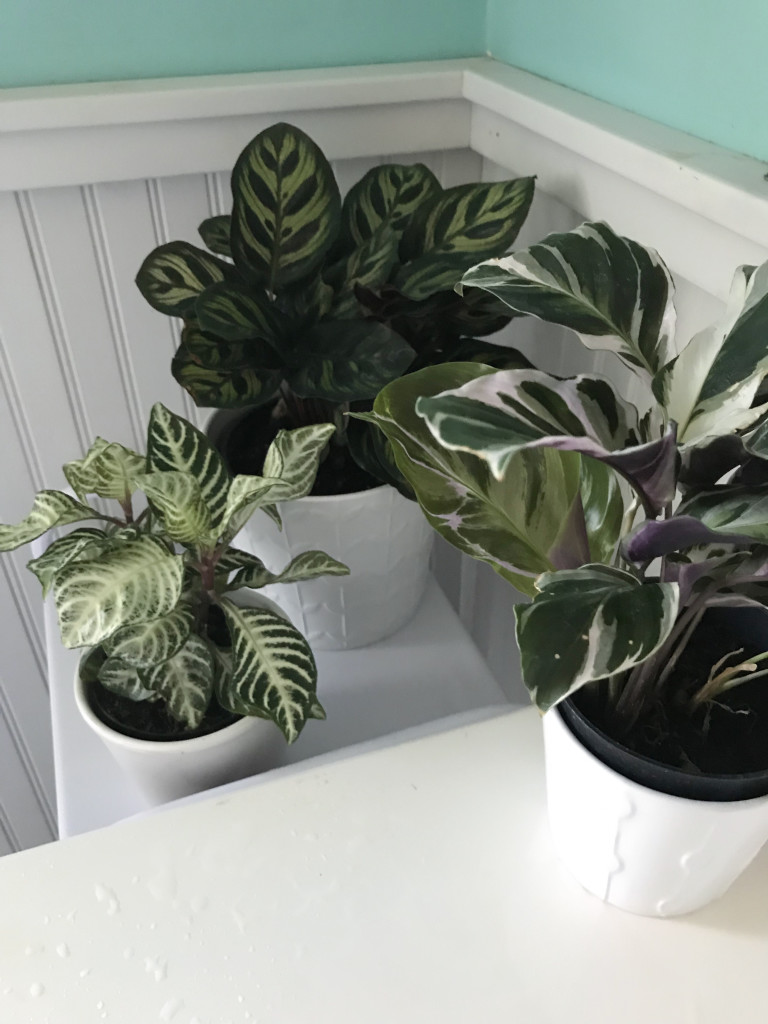 calatheas and zebra plant in the bathroom
