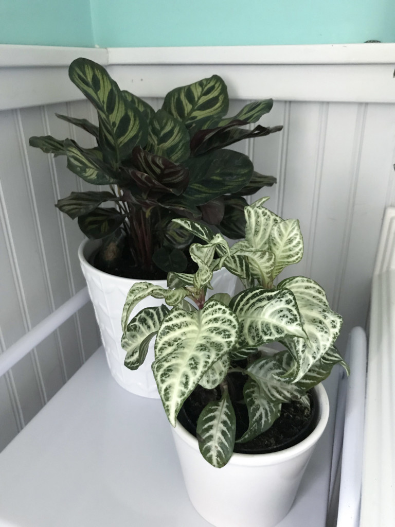 calathea and zebra plant in the bathroom