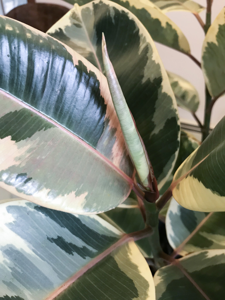 new leaf on ficus elastica variegata ruby - variegated rubber tree