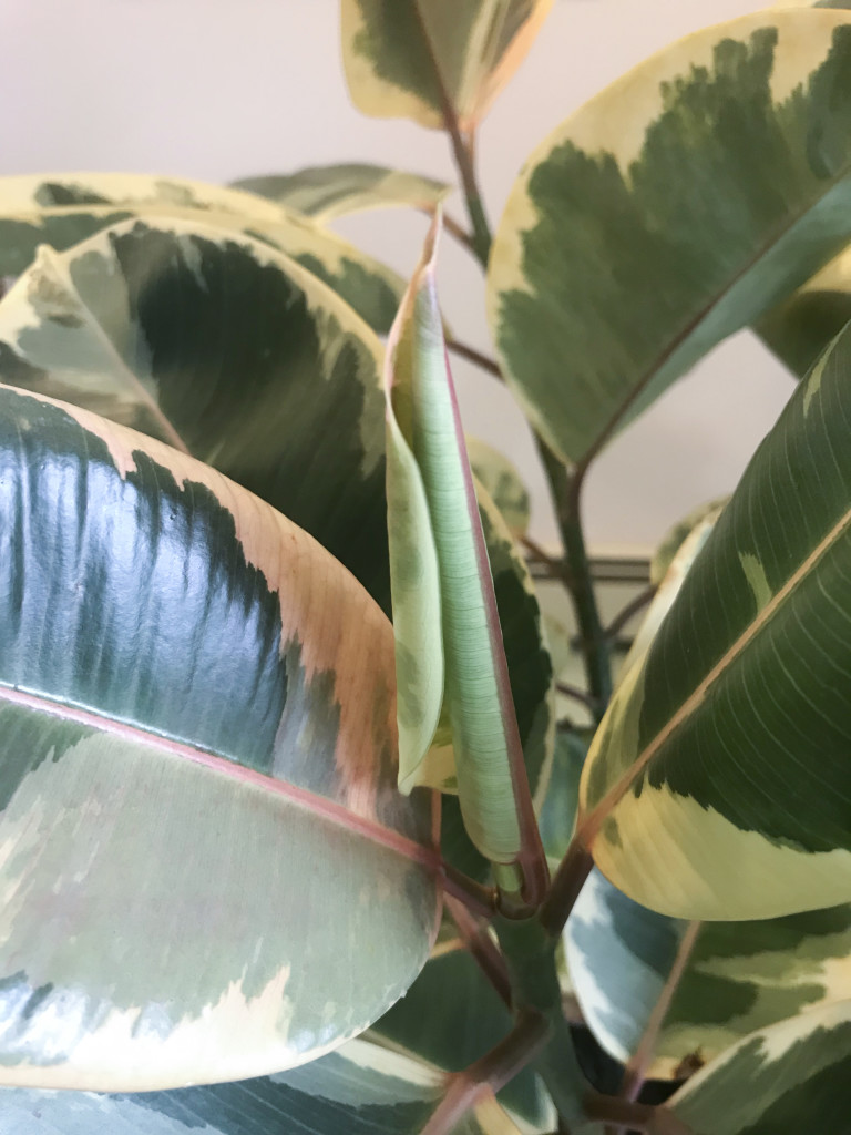 new leaf on ficus elastica variegata ruby - variegated rubber tree