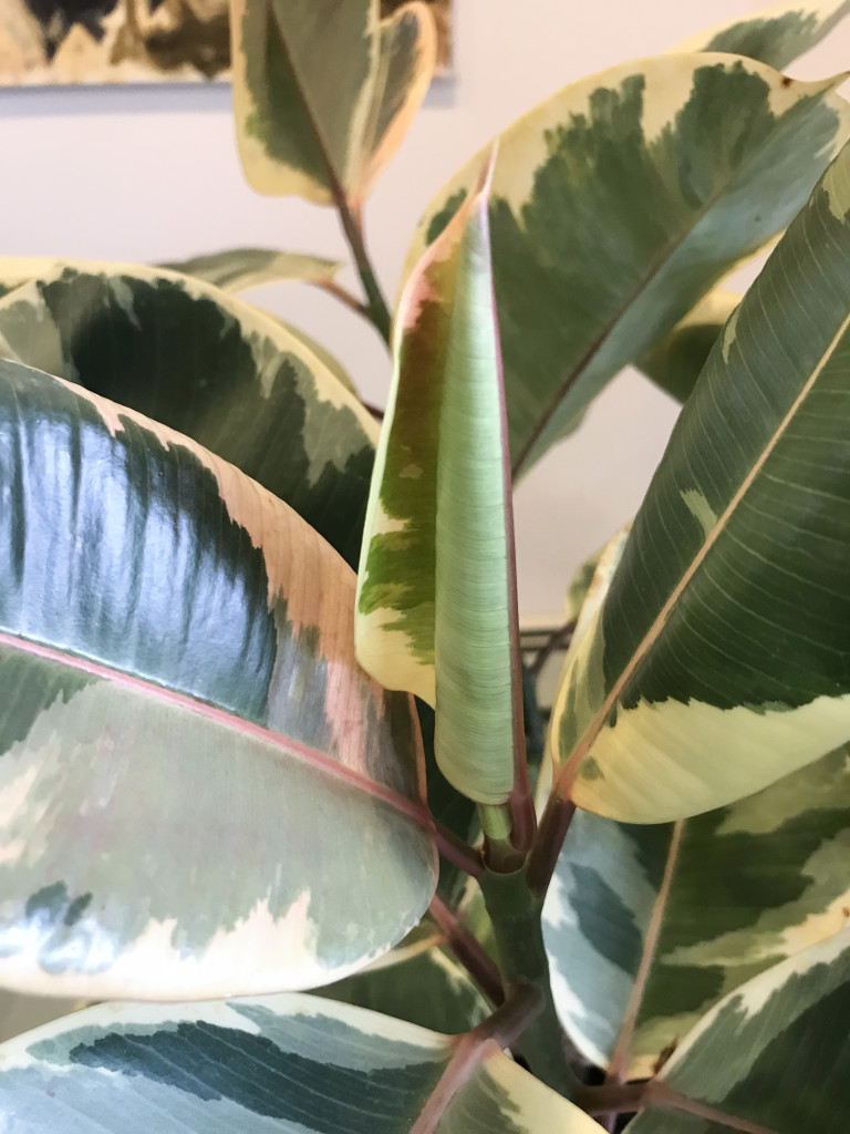 new leaf on ficus elastica variegata ruby - variegated rubber tree