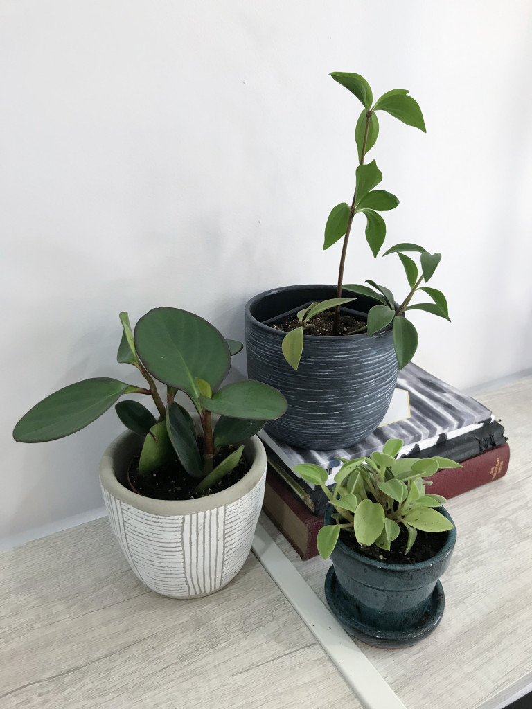 peperomia plants and paintings on bookshelf in metalsmithing studio