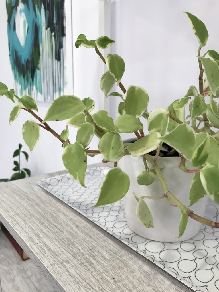 peperomia scandens on shelf with abstract painting