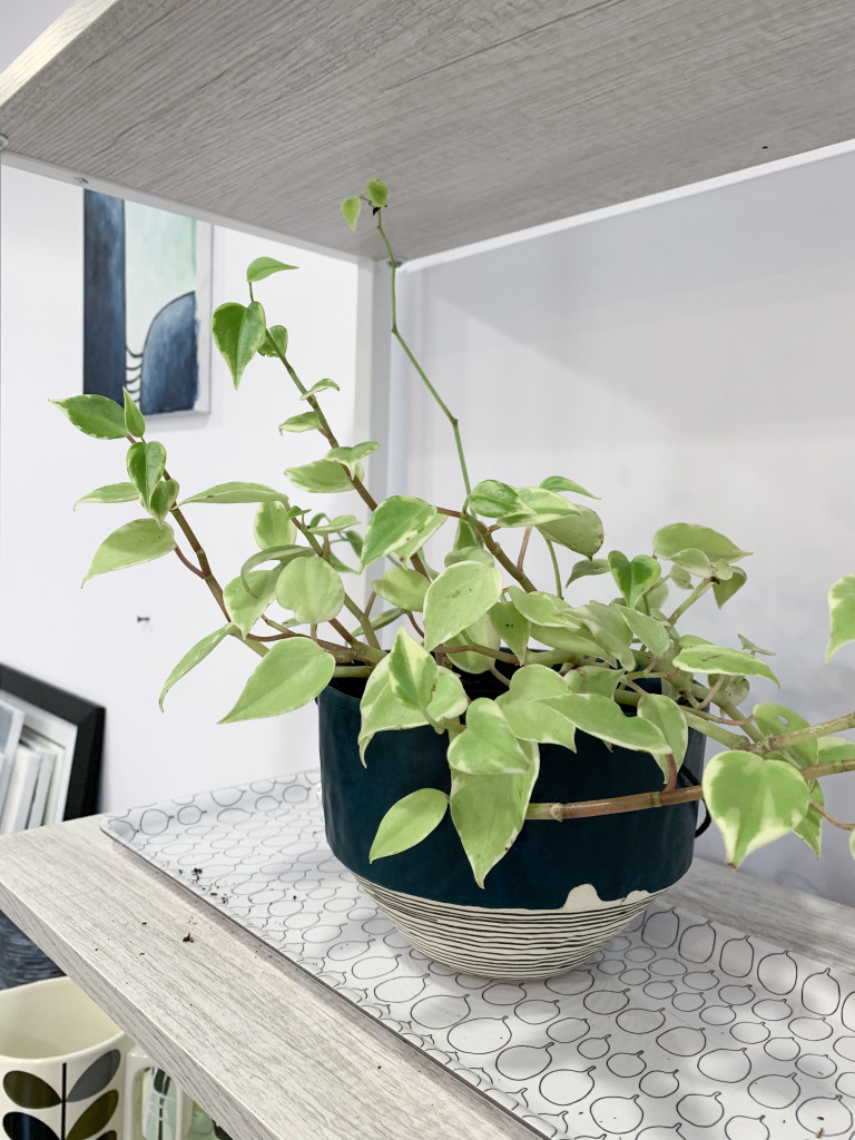 peperomia scandens in handmade  ceramic planter