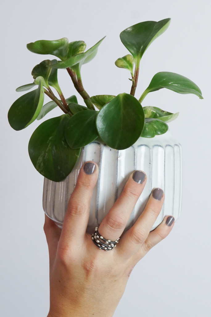 peperomia plant with handmade jewelry - mixed metal stacking rings