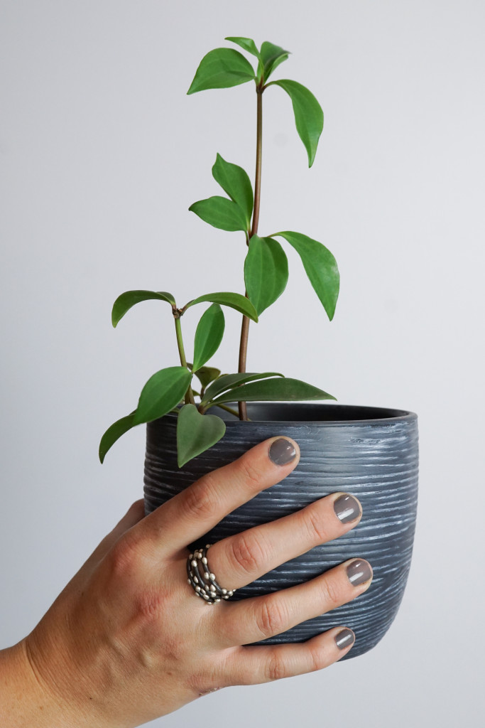 peperomia plant with handmade jewelry - mixed metal stacking rings