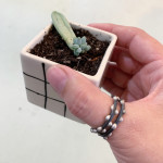 propagating succulents, rings, and tiny things