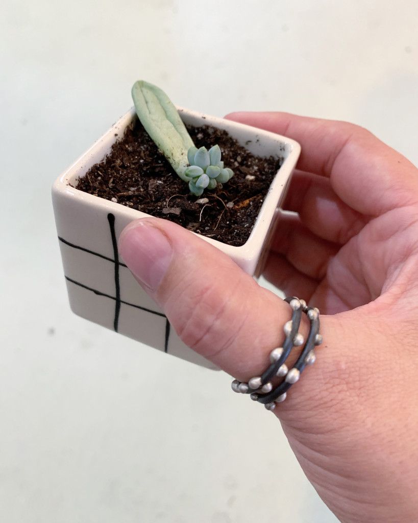 propagated succulent, stacking rings, and tiny ceramic planter