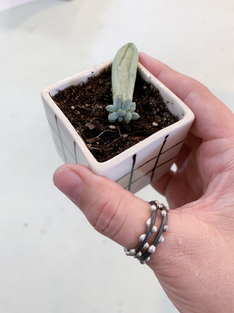 propagated succulent, stacking rings, and tiny ceramic planter