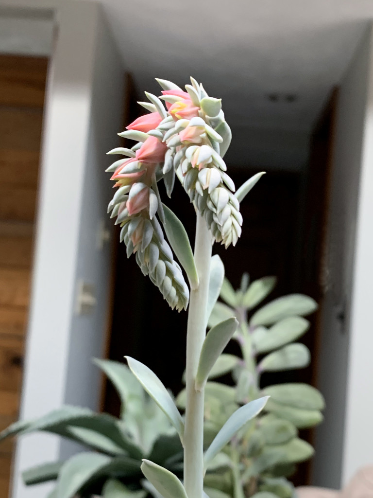 flowering succulent