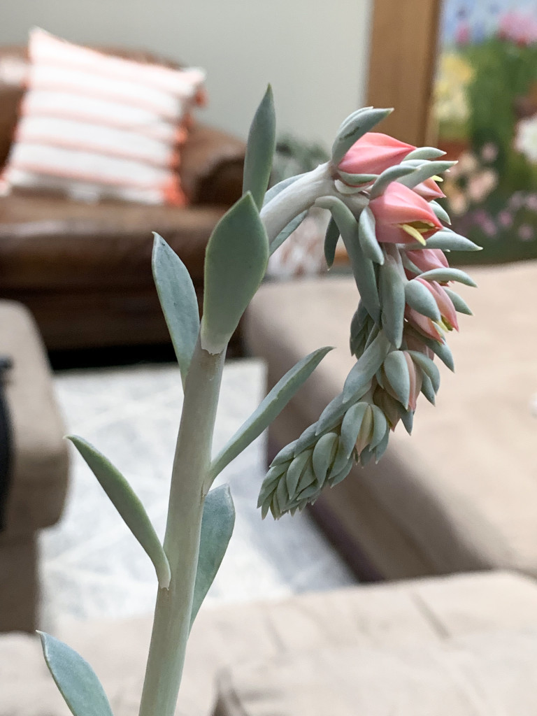 flowering succulent