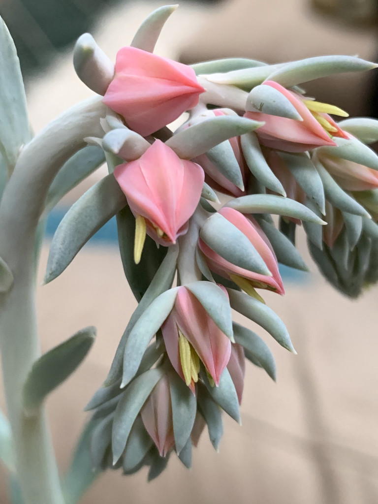 flowering succulent