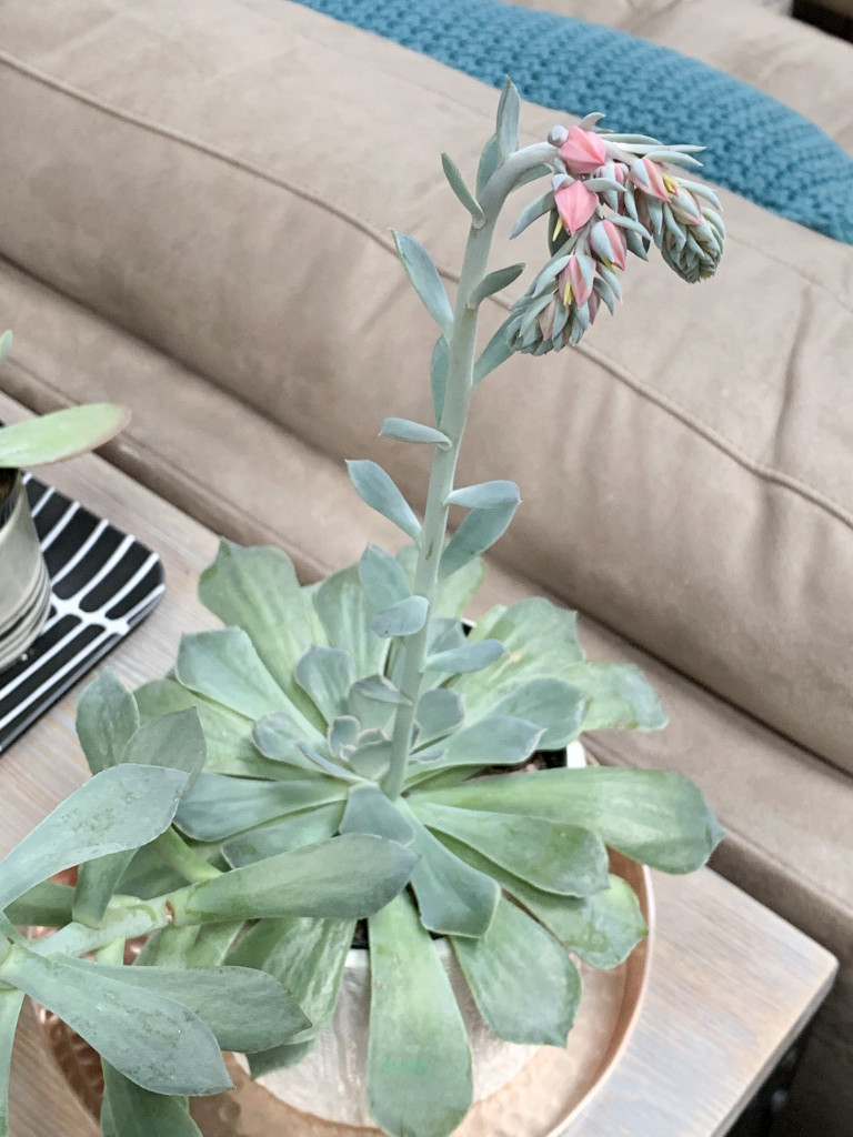 flowering succulent