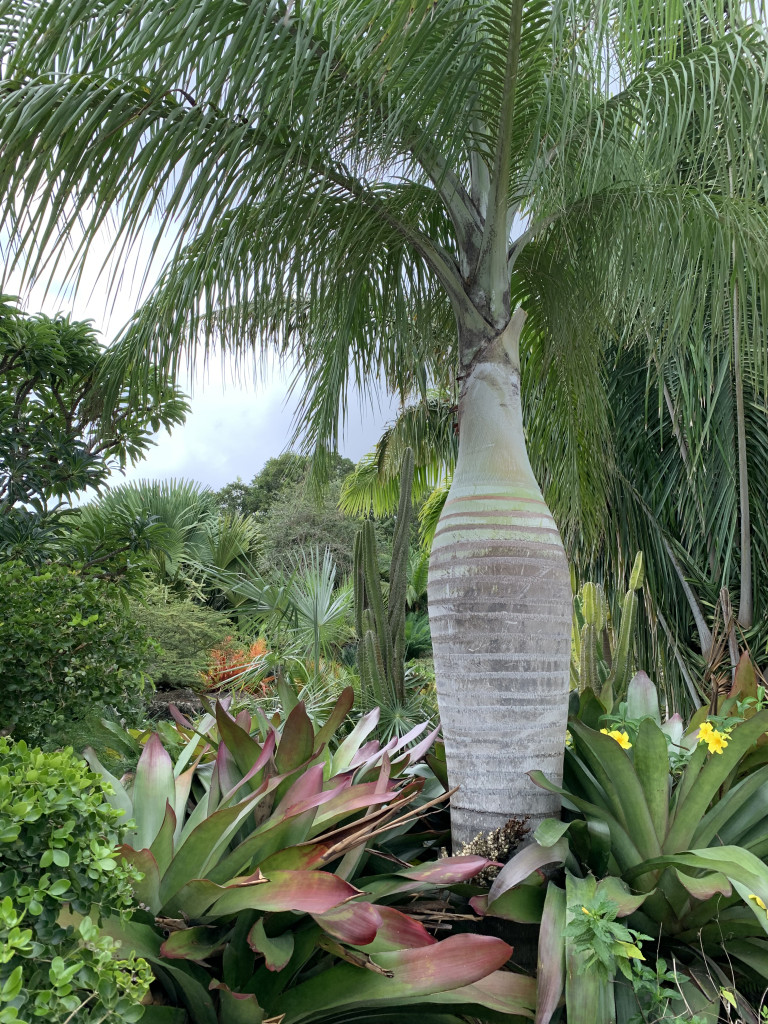 the gardens of Golden Rock Inn Nevis, West Indies