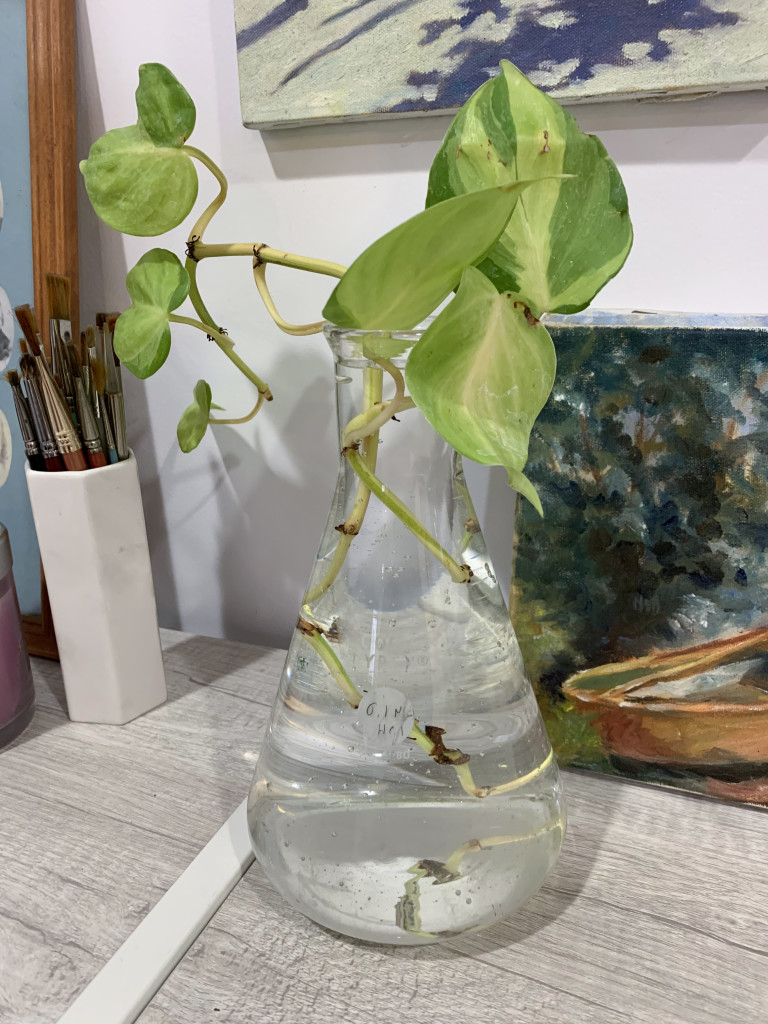 detail of propagating philodendron in glass beaker with paintings 