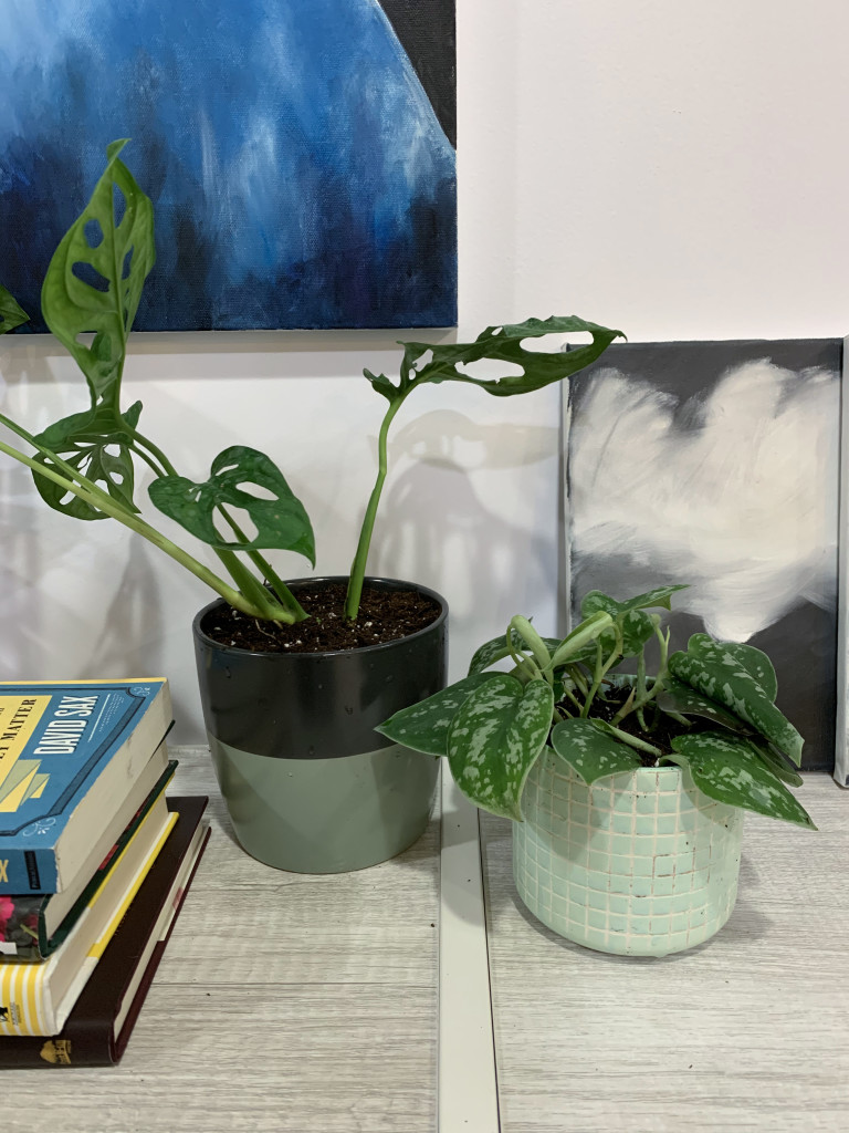 houseplants and paintings: split leaf philodendron and silver pothos