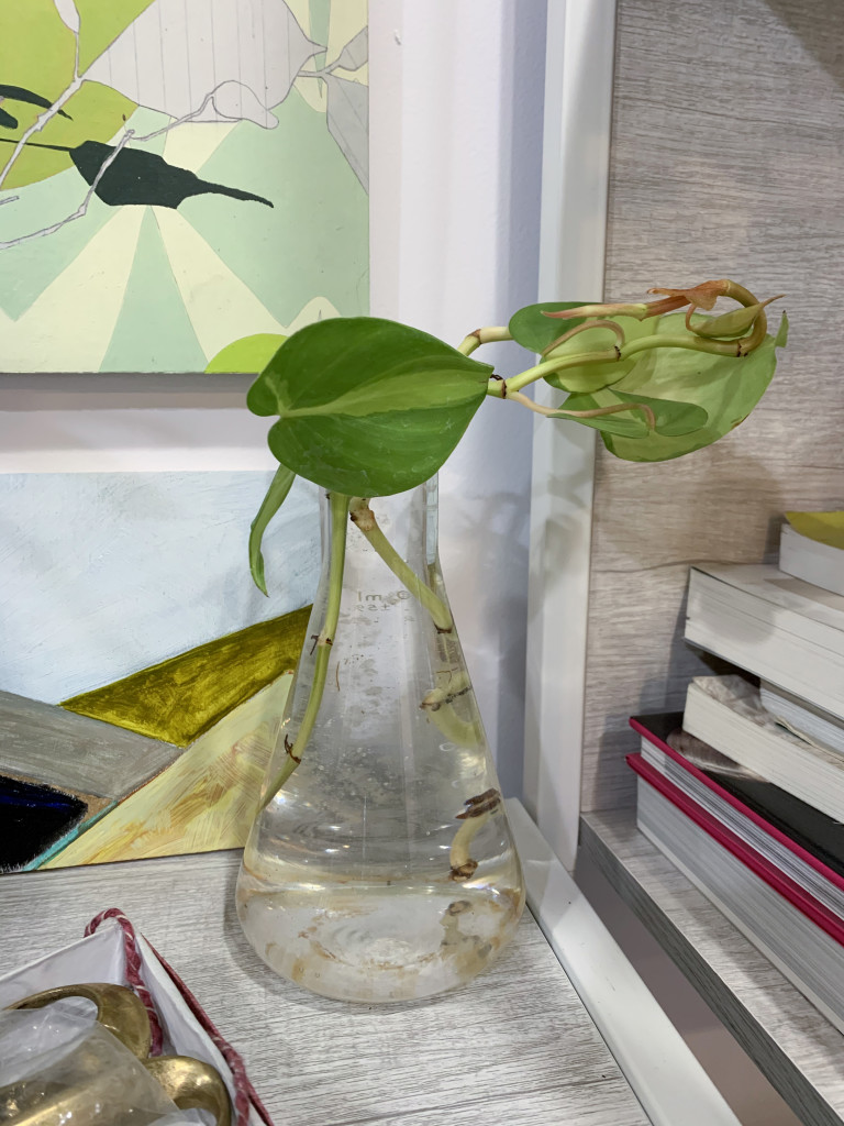 detail of propagating philodendron in glass beaker with paintings 