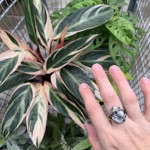 how I beat the winter blues by plant shopping