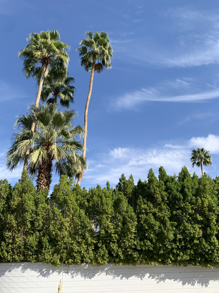 Palm Springs photo inspiration: palm trees