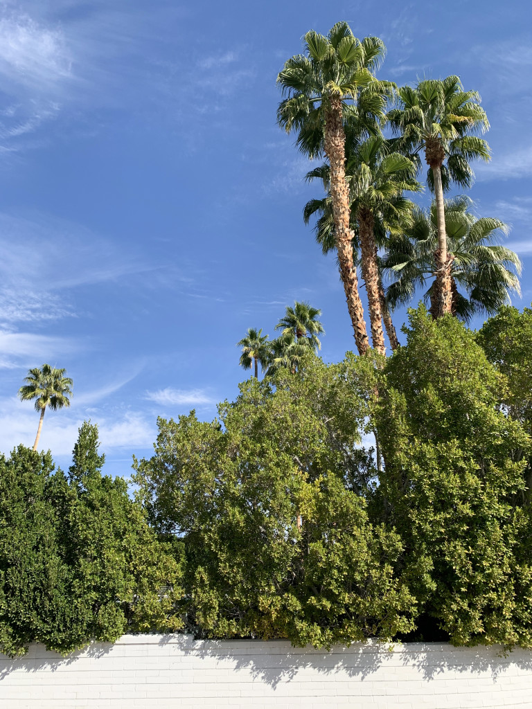 Palm Springs photo inspiration: palm trees