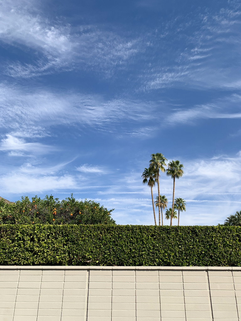 Palm Springs photo inspiration: palm trees