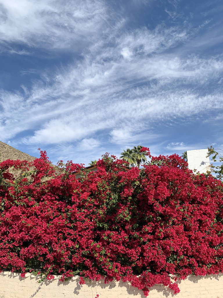 Palm Springs photo inspiration: pink and blue