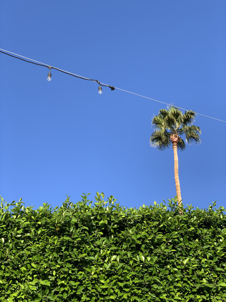 Palm Springs photo inspiration: palm trees