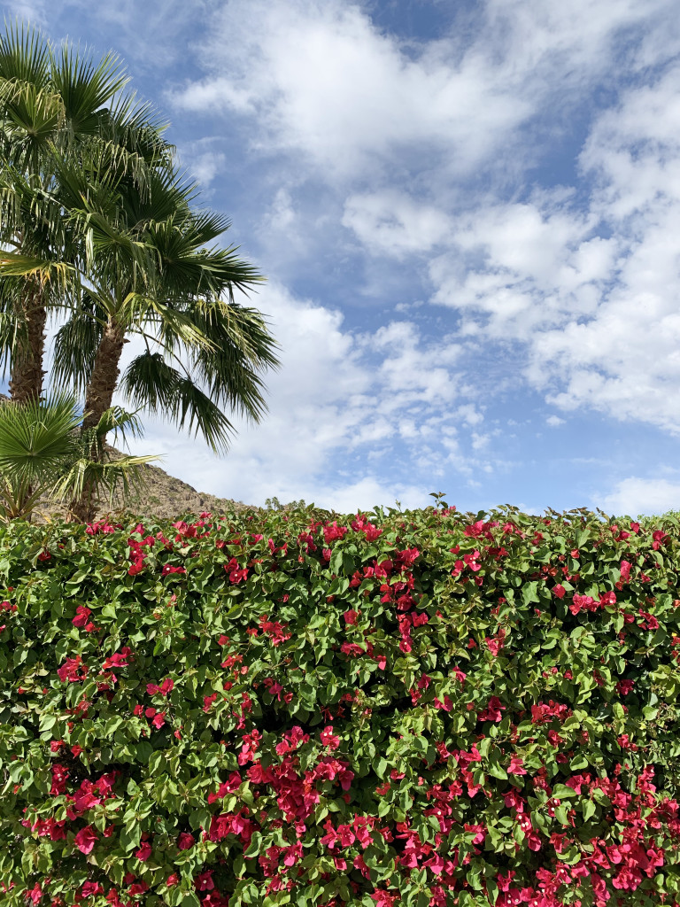 Palm Springs photo inspiration: palm trees