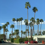 palm springs pics, part 1: palm trees (I know)
