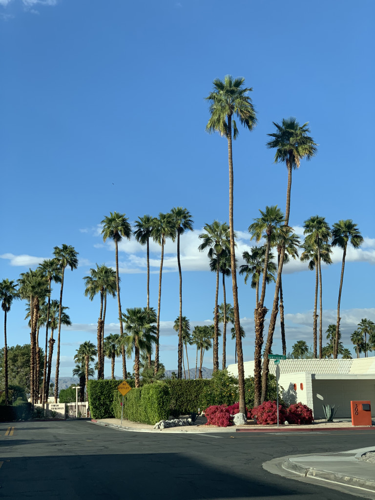 Palm Springs photo inspiration: palm trees