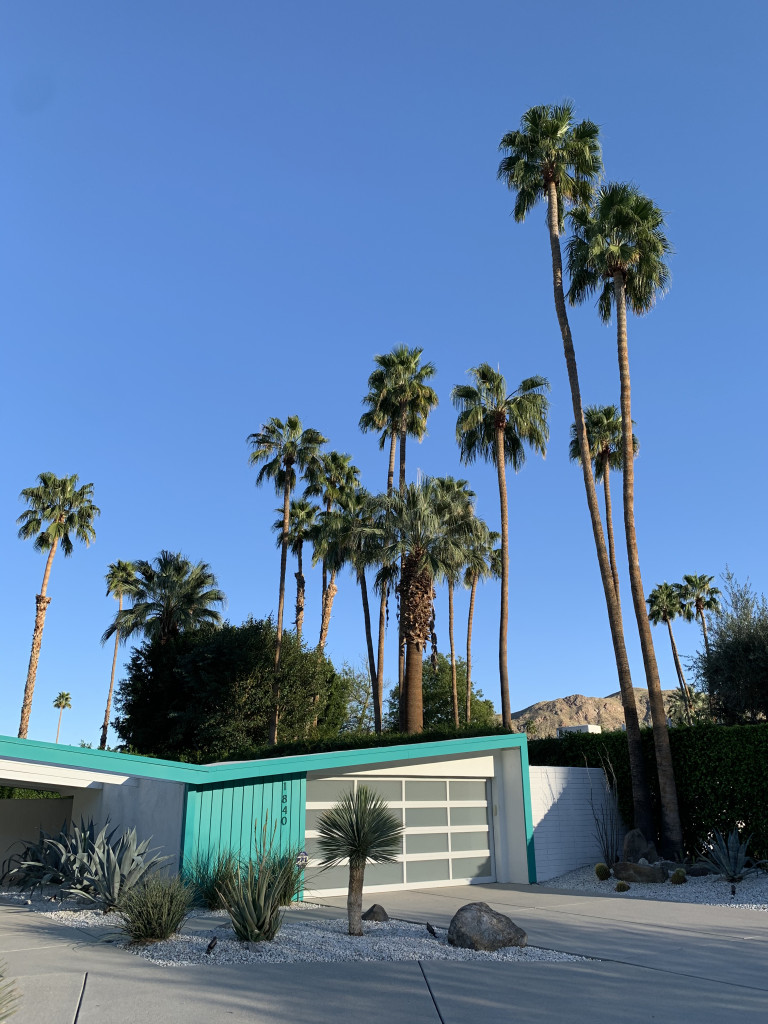 Palm Springs photo inspiration: palm trees