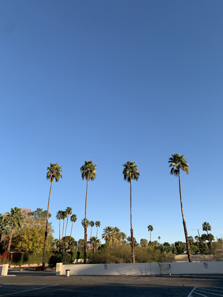 Palm Springs photo inspiration: palm trees