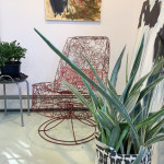 sansevieria sayuri in my studio