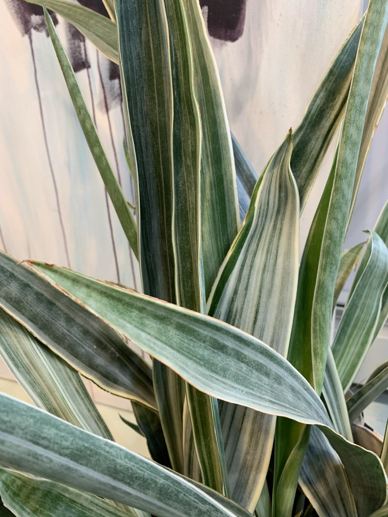 sansevieria sayuri in the studio of artist and metalsmith megan auman